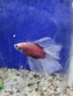 Male Betta