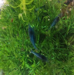 Blue shrimp