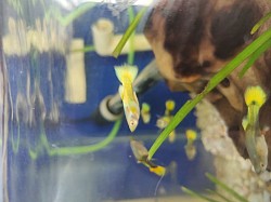 Golden guppys