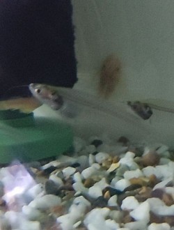 Glass catfish