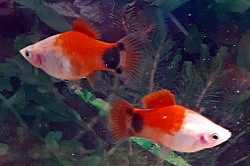 Santa Mickey mouse platys